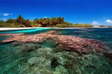 Poškozenější korálové útesy lépe odolávají klimatické změně, překvapila studie
