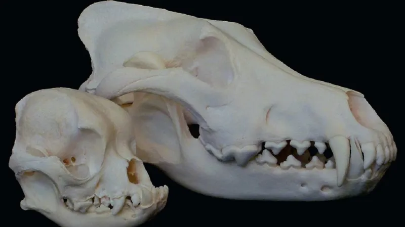 Srovnání lebky normálního psa a mopse