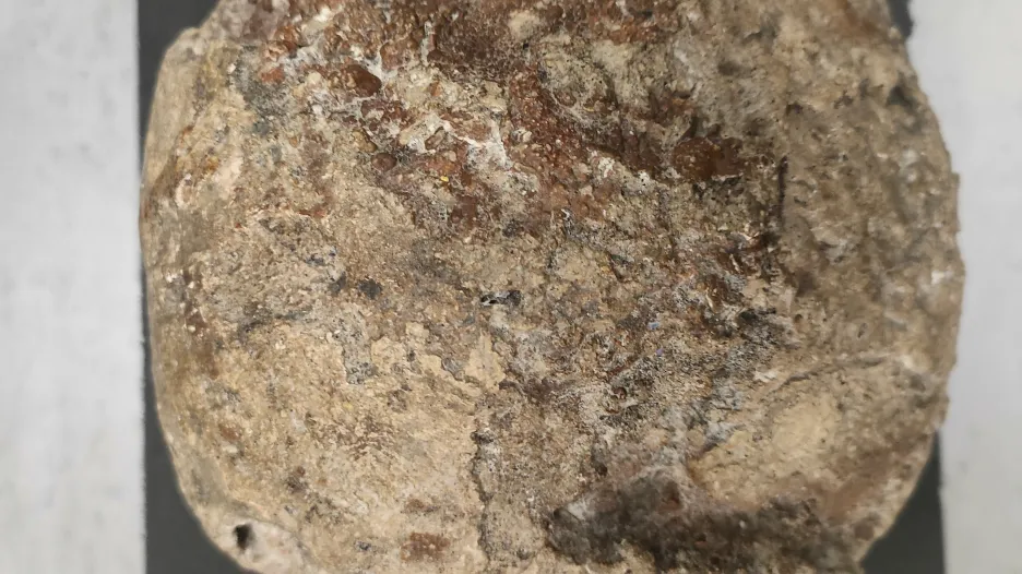 Výlitek mozkovny neandertálce ze slovenských Gánovců, který má ve sbírkách Národní muzeum, je starý 105 tisíc let.