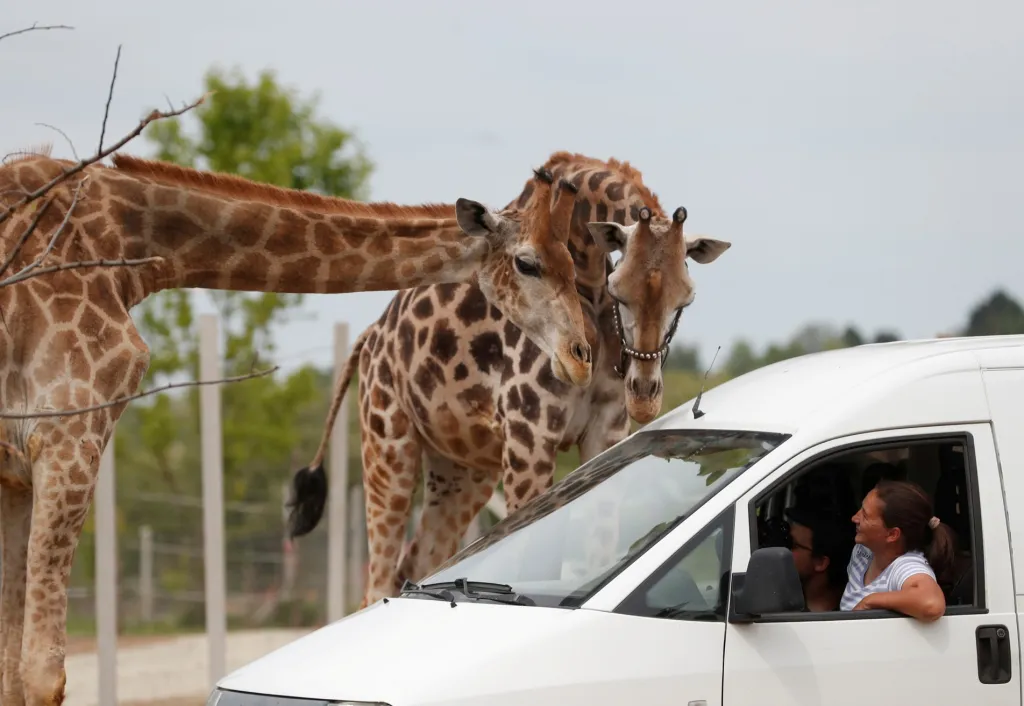 Maďarský národní cirkus řeší ekonomické dopady pandemie. Ve městě Szada postavilo vedení cirkusu safari park, kde se projíždějící mohou kochat pohledem na zvířata, která jinak vystupují v manéži