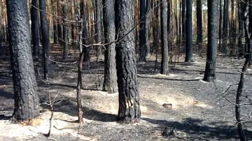 Ohořelé stromy po požáru u Bzence