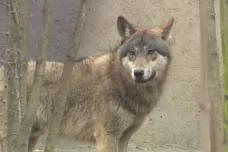 Šumavské centrum s vlky začíná odchovávat pro další střediska. První jedinec putoval do Polska