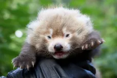 V plzeňské zoo se narodilo první mládě pandy červené. Jeho otec se proslavil útěkem z výběhu