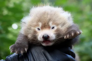V plzeňské zoo se narodilo první mládě pandy červené. Jeho otec se proslavil útěkem z výběhu
