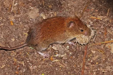 Švédští vědci objevili u norníků nový koronavirus