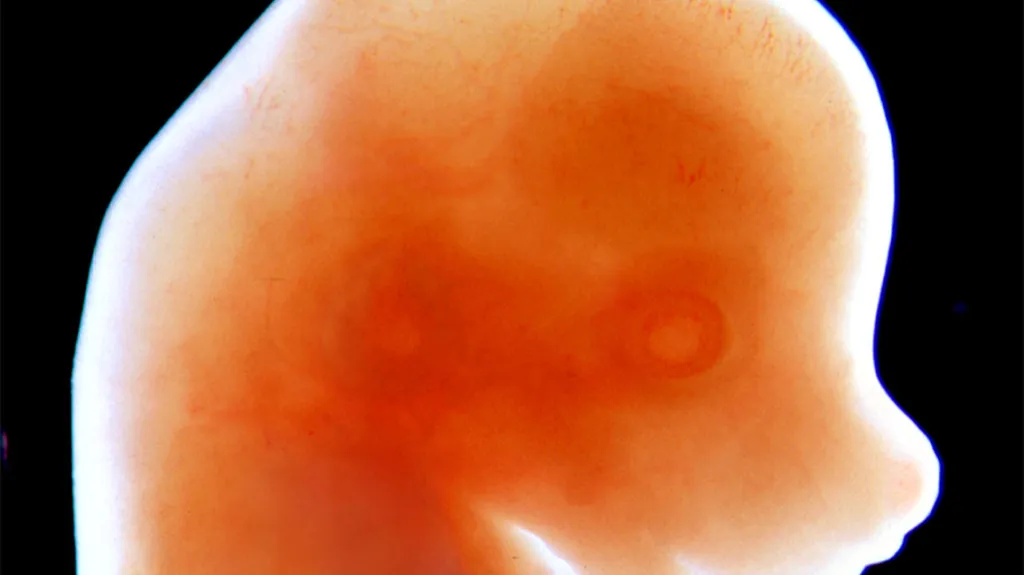 „Tvář“ myšího embrya