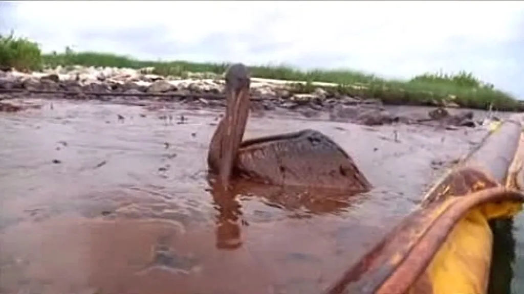 Pták zasažený ropou