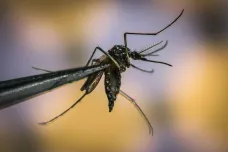Ve Francii se množí případy nebezpečné horečky dengue, přispívá k tomu změna klimatu