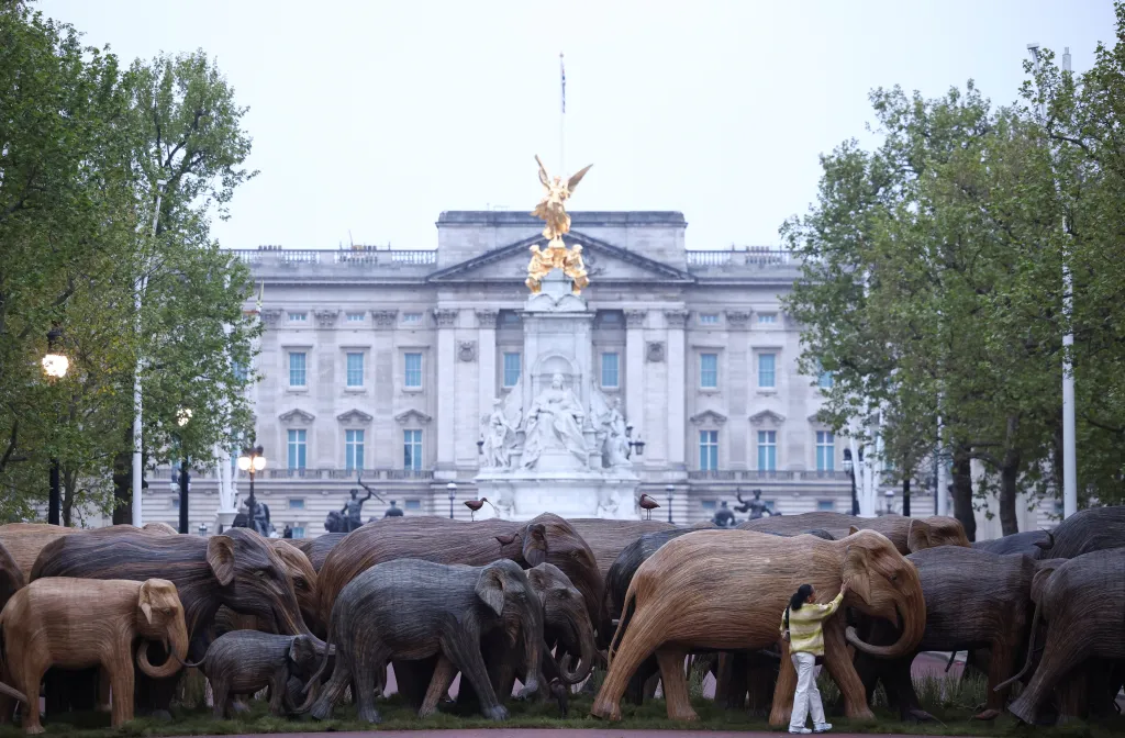 Charitativní organizace Elephant Family vystavila v Londýně sto dřevěných soch slonů v životní velikosti