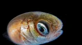 Makrofotografie kompaktním fotoaparátem: "Juvenile Fish"