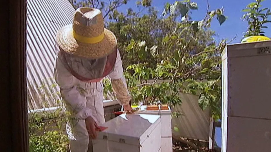 Včelaření na balkonech a střechách v Austrálii