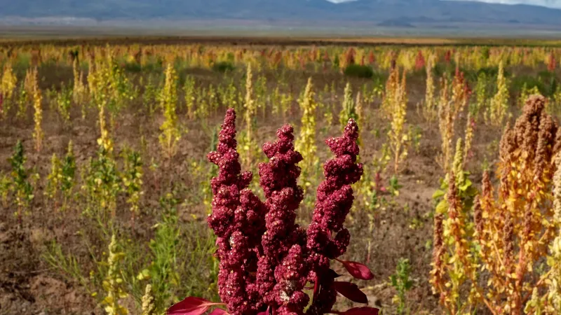 Merlík čínský neboli quinoa