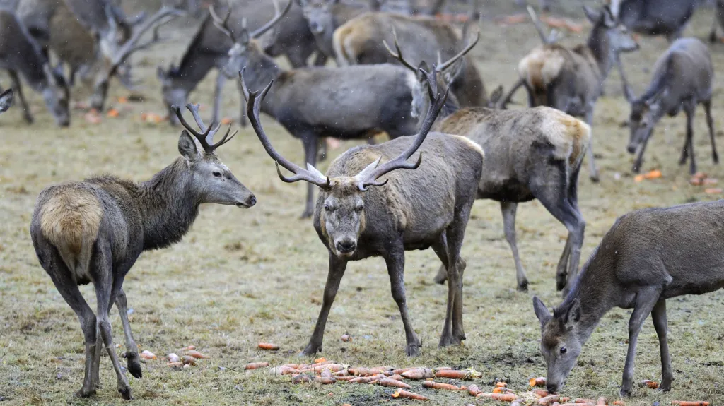 Jeleni v Srní na Šumavě - archivní snímek z ledna 2014
