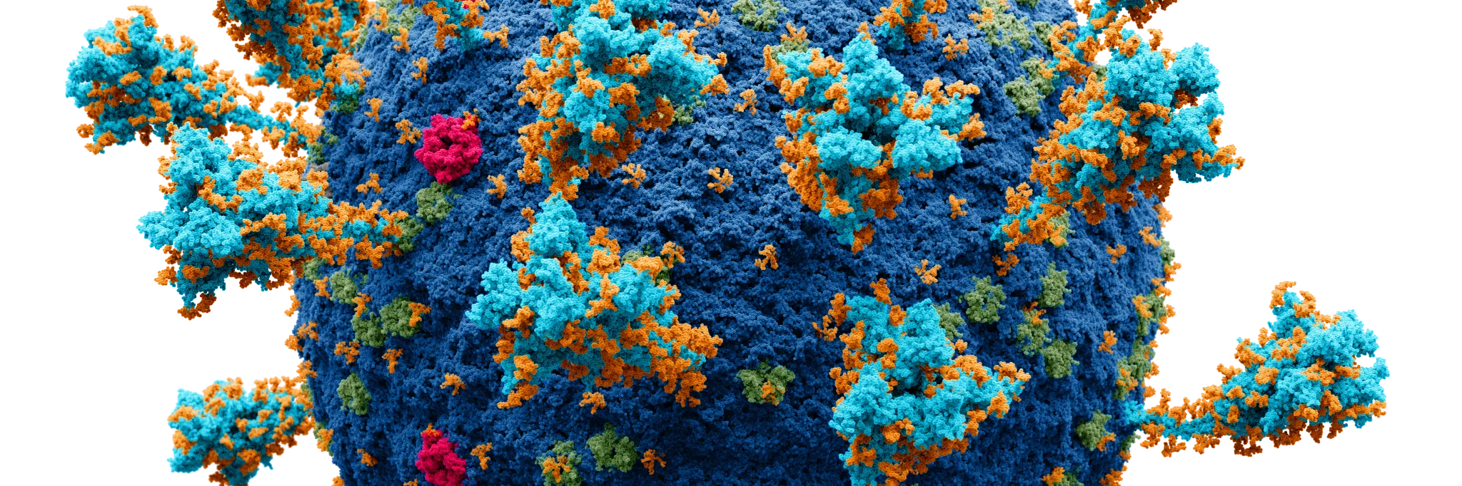 Brněnští vědci popsali, jak koronavirus proniká do mozku