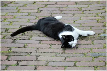 Většina lidí by raději zachránila kočku než zločince, naznačila studie