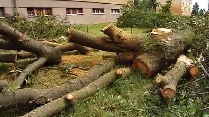 Poražený strom