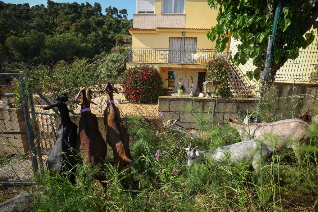 Praxe využívání hospodářských zvířat k odstraňování hořlavého podrostu sahá staletí do minulosti. Někteří zemědělci se odklánějí od strojů a vrací se ke kozám a jiným zvířatům v rámci hledání udržitelnějších zemědělských technik