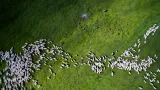 2. místo v kategorii Příroda – divočina. Stádo ovcí v rumunském Marpodu.