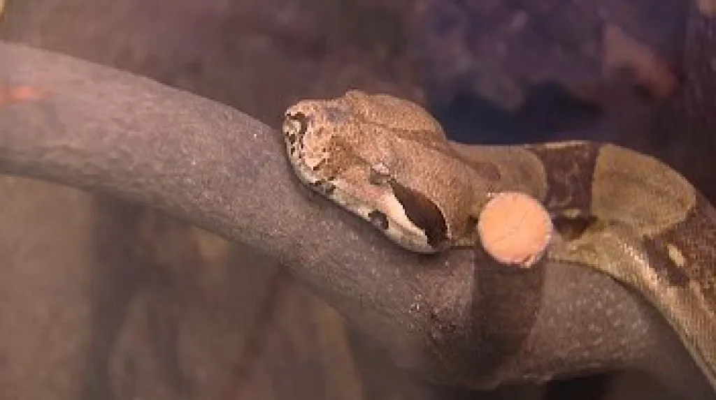 Základní škola vlastní i krajtu