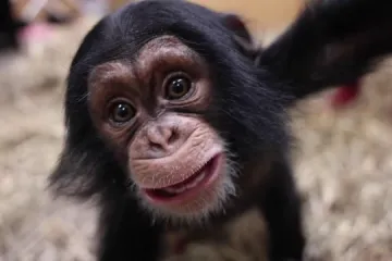 Zachraňte Stevie. Šimpanzí máma mládě zavrhla, lidé se mu snaží pomoci