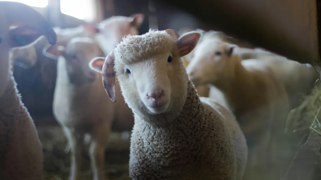 Ilustrační snímek