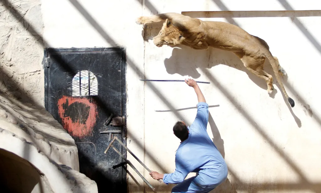 Ošetřovatel cvičí se lvem v zoologické zahradě v Sanaa v Jemenu. Lev byl dříve vlastněn bývalým jemenským prezidentem Ali Abdullahem, který byl 4. prosince 2017 po střetech mezi Husii a jeho přívrženci zabit poblíž hlavního města San'á. Lev byl později předán do jemenské zoo