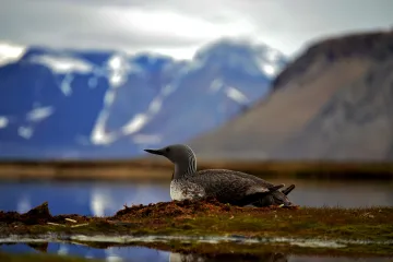 Češi mapují přírodu Špicberk, pomůže jim nová výzkumná stanice