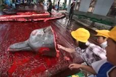 Velryby se mohou zabíjet dál, prosadilo Japonsko. Pro vědecké účely jich zemřou tisíce