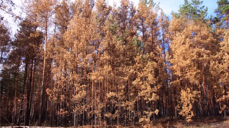 Odumřelé borovice po silném zásahu radioaktivity