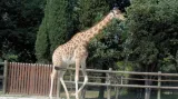 Žirafa kordofanská