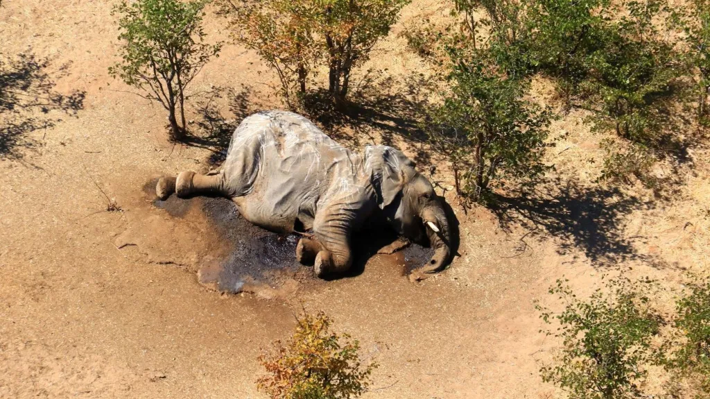 Mrtvý slon v Botswaně