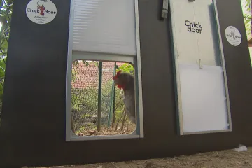 Konec vstávání se slepicemi. Chovatelům zjednoduší život automatická dvířka do kurníku