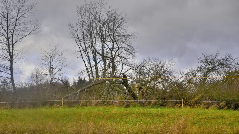 Zlomený strom v krušnohorském Nejdku