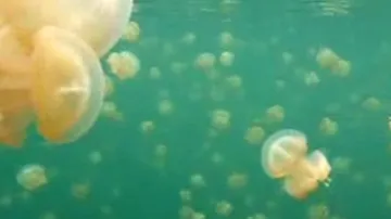 Hejno medúz