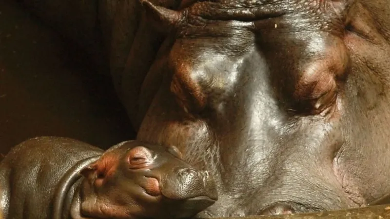 Mládě hrocha v ostravské zoo