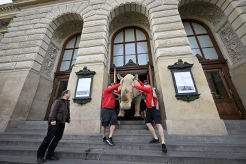 Vycpaný nosorožec bílý míří z Národního muzea do Keni, kde se má stát symbolem boje za biodiverzitu