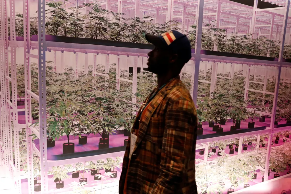 V New Yorku se uskutečnil Cannabis World Congress, na kterém vystavovatelé z celého světa představili své produkty. Na snímku si jeden z návštěvníků prohlíží profesionální pěstírnu s umělým osvětlením