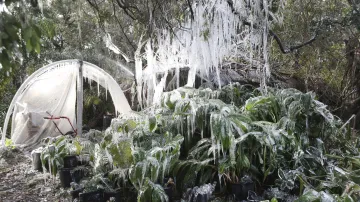 Zmrzlé stromy a rostliny v Panama City Beach na Floridě.