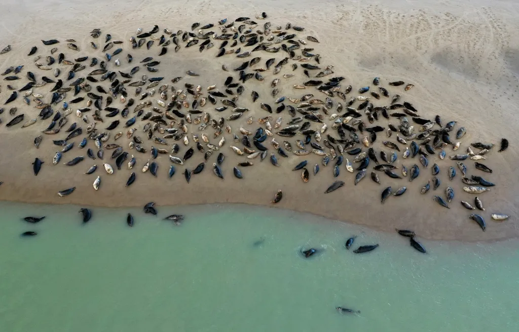 Ochránci přírody využívají k monitorování i drony. Záběry z dronu zachycují skupinu asi 250 tuleňů