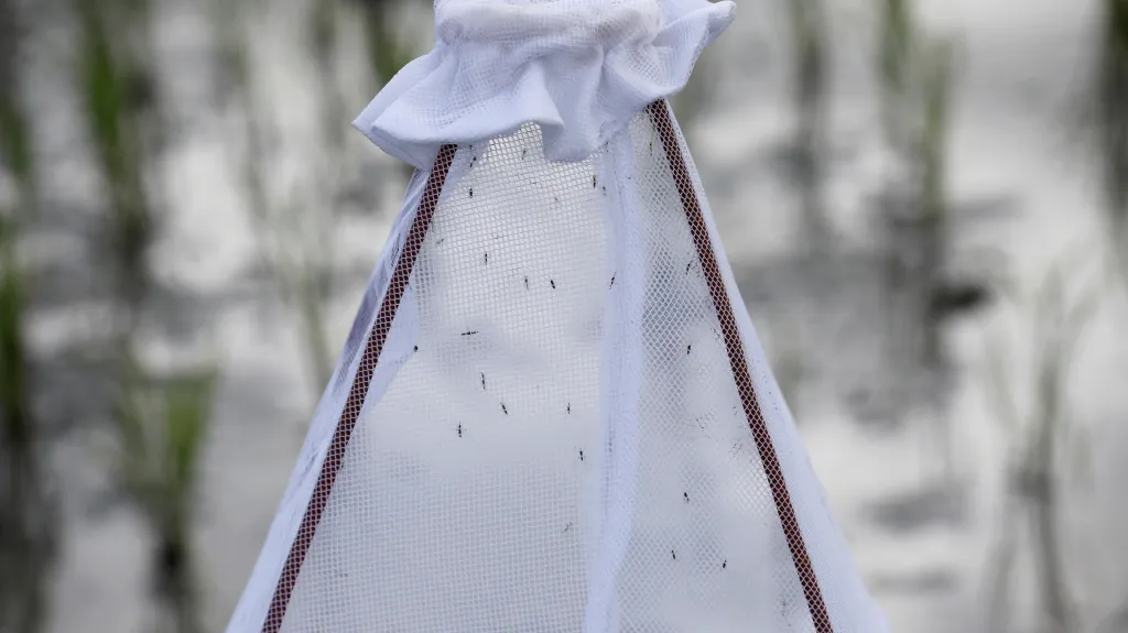 Komáři chycení do sítě