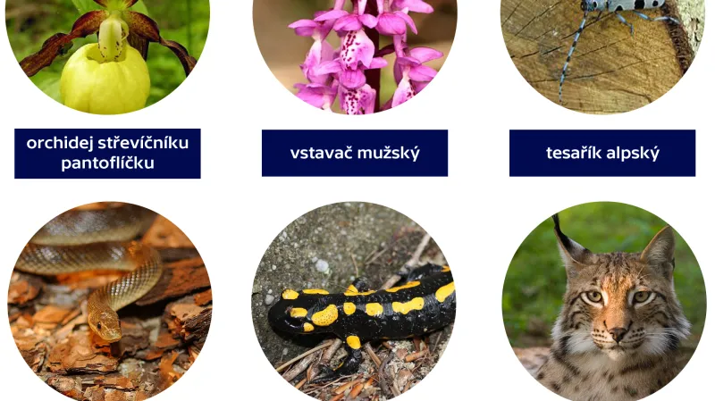 Zvířata a rostliny CHKO Bílé Karpaty