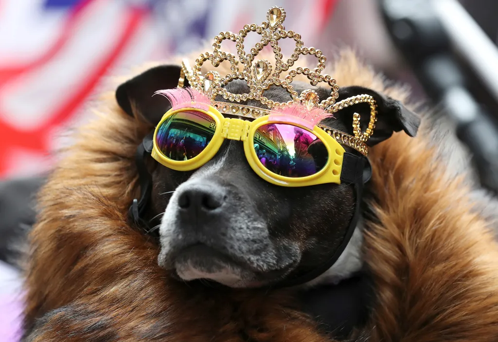 Pes s korunkou a slunečními brýlemi očekává návštěvu královny Alžběty a manželky prince Harryho Meghan Markleové v Chesteru