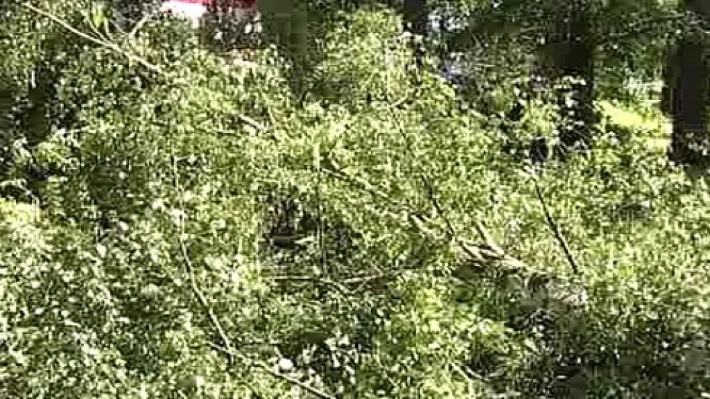 Strom na trati