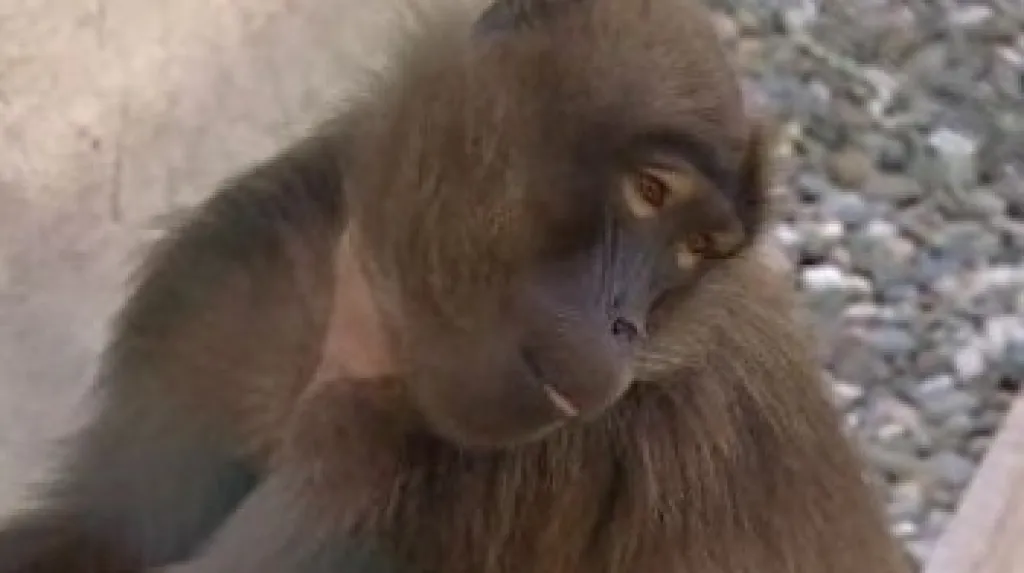 Zvířata v nové expozici zlínské zoo - Etiopie