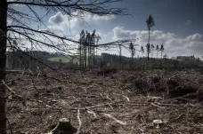 Čím méně stromů, tím více sucha i povodní. České lesy jsou v kritickém stavu, varují experti