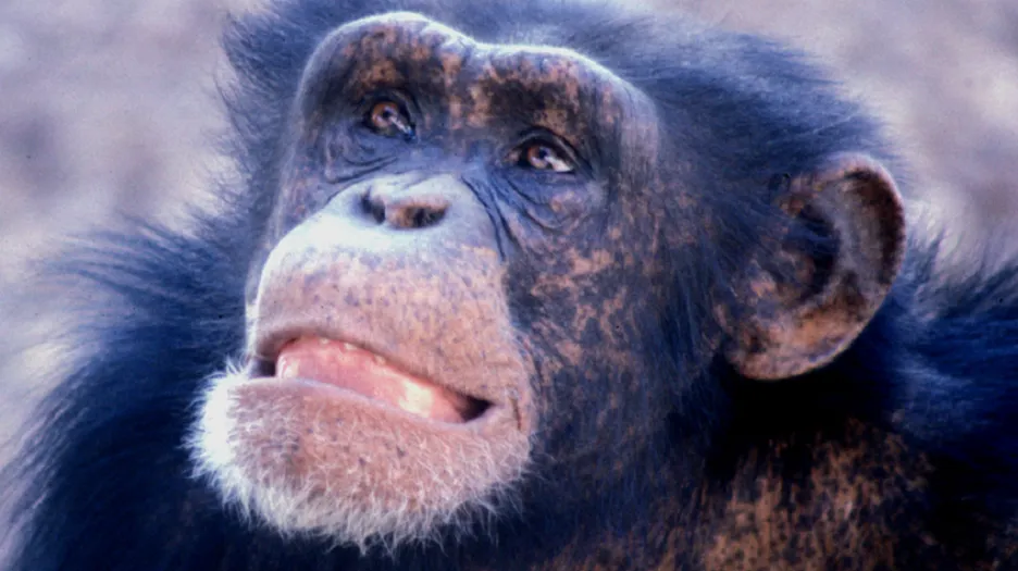 Samec šimpanze