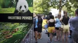 Jedno z pandích mláďat uhynulo
