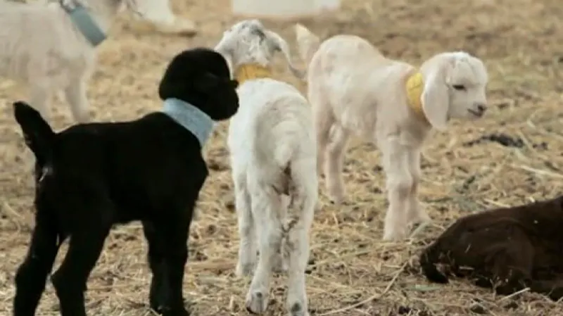 Chov vzácného plemene koz z Itálie