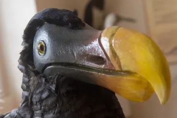 Blboun nejapný nebyl blbý. Nový výzkum ukázal, co tento pták uměl 