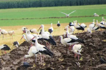 Na Moravu se slétají velká hejna čápů. Krmí se před cestou do Afriky přemnoženými hraboši
